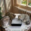 Electric Cat Teaser, Automatic Water Drop Cat Teaser Toy